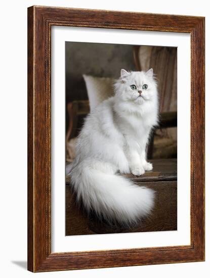 Persian Chinchilla-null-Framed Photographic Print