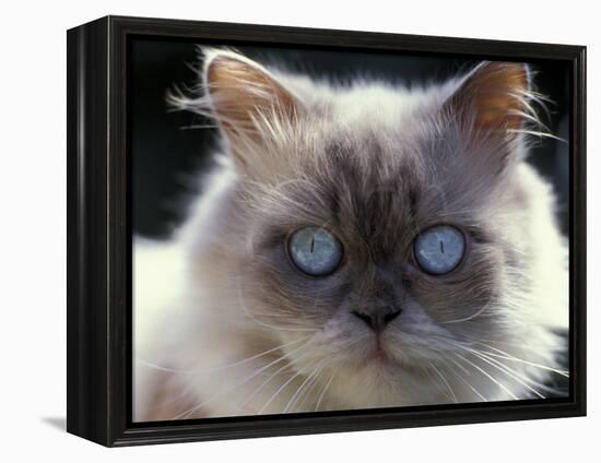 Persian Cream Cat, Close Up of Face and Blue Eyes-Adriano Bacchella-Framed Premier Image Canvas