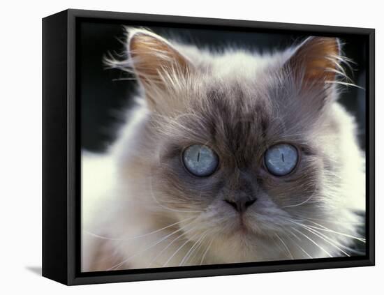 Persian Cream Cat, Close Up of Face and Blue Eyes-Adriano Bacchella-Framed Premier Image Canvas