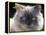 Persian Cream Cat, Close Up of Face and Blue Eyes-Adriano Bacchella-Framed Premier Image Canvas