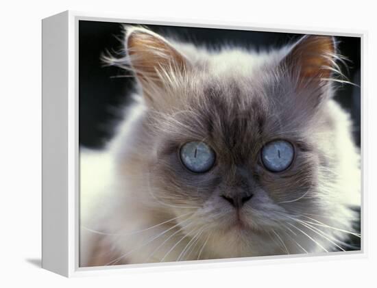 Persian Cream Cat, Close Up of Face and Blue Eyes-Adriano Bacchella-Framed Premier Image Canvas