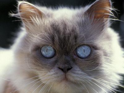 Blue cream clearance cat