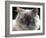 Persian Cream Cat, Close Up of Face and Blue Eyes-Adriano Bacchella-Framed Photographic Print