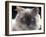 Persian Cream Cat, Close Up of Face and Blue Eyes-Adriano Bacchella-Framed Photographic Print