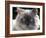 Persian Cream Cat, Close Up of Face and Blue Eyes-Adriano Bacchella-Framed Photographic Print