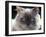 Persian Cream Cat, Close Up of Face and Blue Eyes-Adriano Bacchella-Framed Photographic Print