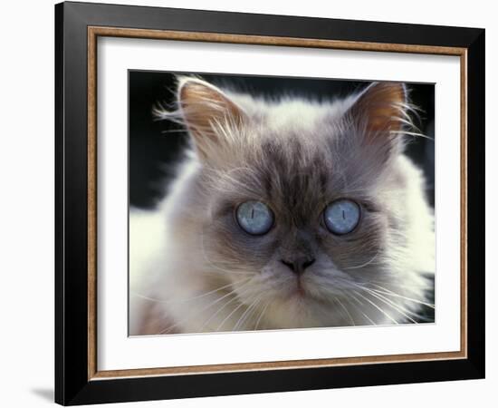 Persian Cream Cat, Close Up of Face and Blue Eyes-Adriano Bacchella-Framed Photographic Print