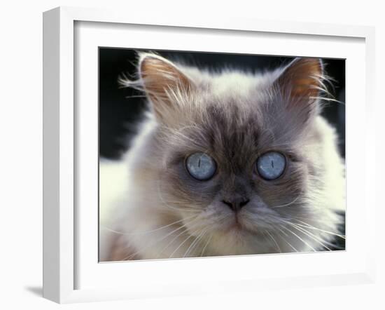 Persian Cream Cat, Close Up of Face and Blue Eyes-Adriano Bacchella-Framed Photographic Print