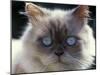 Persian Cream Cat, Close Up of Face and Blue Eyes-Adriano Bacchella-Mounted Photographic Print