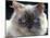 Persian Cream Cat, Close Up of Face and Blue Eyes-Adriano Bacchella-Mounted Photographic Print