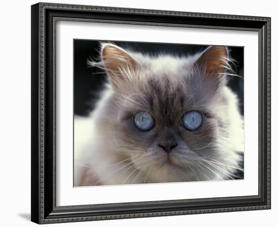 Persian Cream Cat, Close Up of Face and Blue Eyes-Adriano Bacchella-Framed Photographic Print