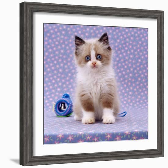 Persian Cross Kitten, Sitting-Jane Burton-Framed Photographic Print