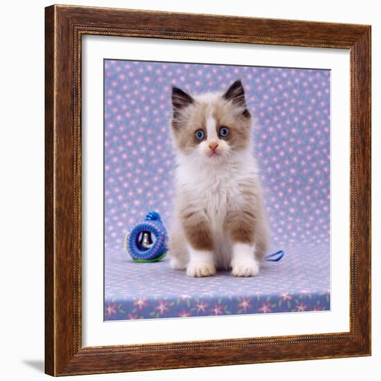 Persian Cross Kitten, Sitting-Jane Burton-Framed Photographic Print