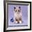 Persian Cross Kitten, Sitting-Jane Burton-Framed Photographic Print