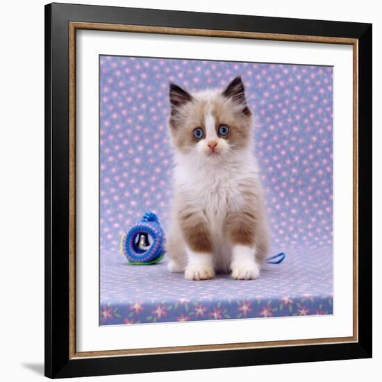 Persian Cross Kitten, Sitting-Jane Burton-Framed Photographic Print