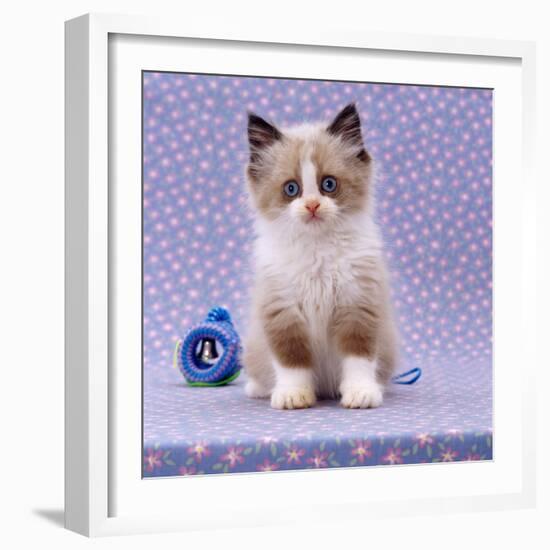 Persian Cross Kitten, Sitting-Jane Burton-Framed Photographic Print