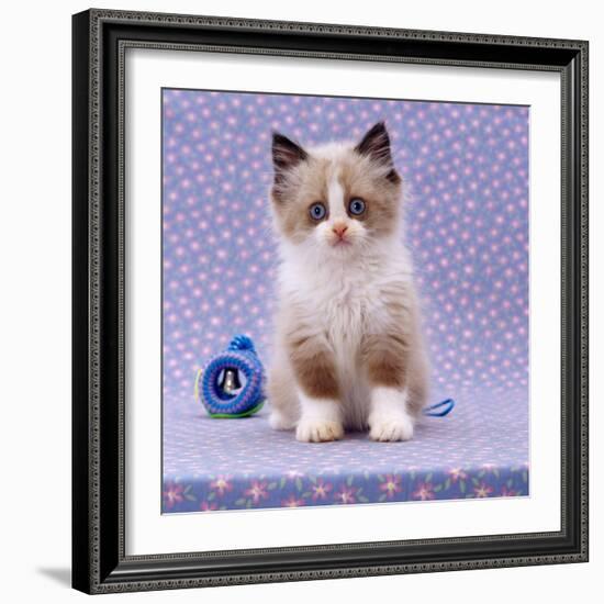 Persian Cross Kitten, Sitting-Jane Burton-Framed Photographic Print