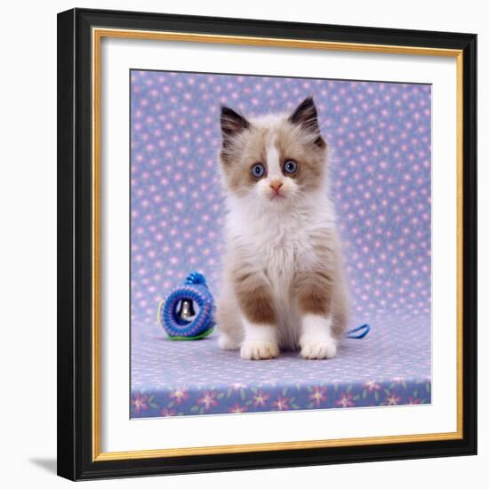 Persian Cross Kitten, Sitting-Jane Burton-Framed Photographic Print