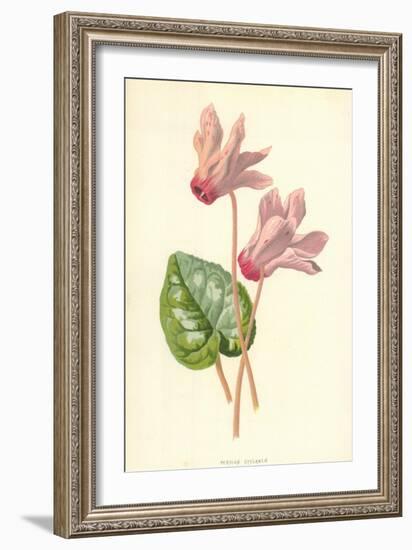 Persian Cyclamen-Frederick Edward Hulme-Framed Giclee Print