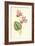 Persian Cyclamen-Frederick Edward Hulme-Framed Giclee Print