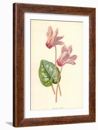 Persian Cyclamen-Frederick Edward Hulme-Framed Giclee Print