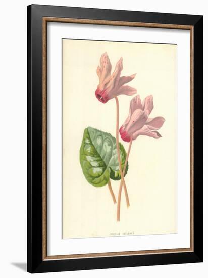 Persian Cyclamen-Frederick Edward Hulme-Framed Giclee Print