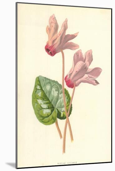 Persian Cyclamen-Frederick Edward Hulme-Mounted Giclee Print