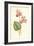 Persian Cyclamen-Frederick Edward Hulme-Framed Giclee Print