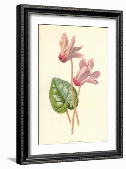 Persian Cyclamen-Frederick Edward Hulme-Framed Giclee Print