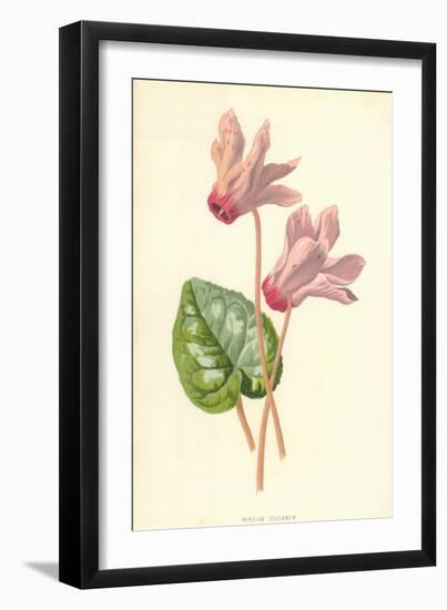 Persian Cyclamen-Frederick Edward Hulme-Framed Premium Giclee Print