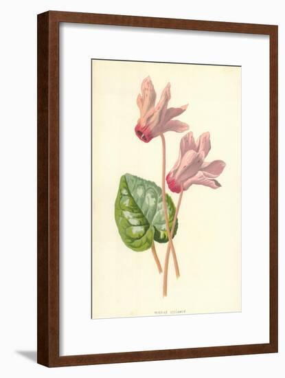 Persian Cyclamen-Frederick Edward Hulme-Framed Premium Giclee Print