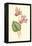 Persian Cyclamen-Frederick Edward Hulme-Framed Premier Image Canvas