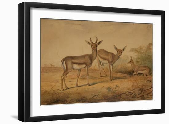 Persian Gazelle-Joseph Wolf-Framed Giclee Print