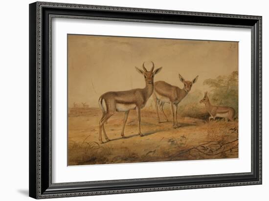 Persian Gazelle-Joseph Wolf-Framed Giclee Print