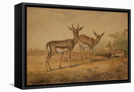 Persian Gazelle-Joseph Wolf-Framed Premier Image Canvas