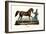 Persian Horse, 1824-Karl Joseph Brodtmann-Framed Giclee Print