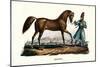 Persian Horse, 1824-Karl Joseph Brodtmann-Mounted Giclee Print