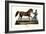 Persian Horse, 1824-Karl Joseph Brodtmann-Framed Giclee Print