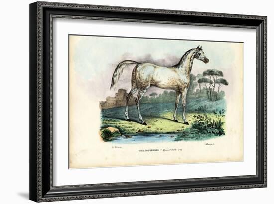 Persian Horse, 1863-79-Raimundo Petraroja-Framed Giclee Print