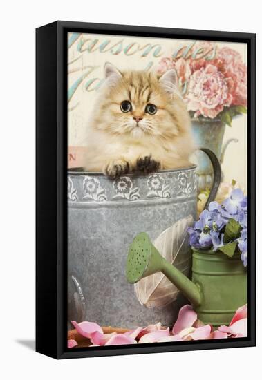 Persian Kitten in Flowerpot-null-Framed Premier Image Canvas