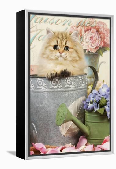 Persian Kitten in Flowerpot-null-Framed Premier Image Canvas