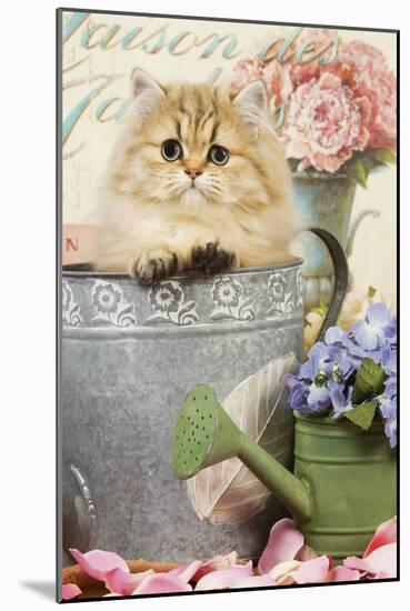 Persian Kitten in Flowerpot-null-Mounted Photographic Print