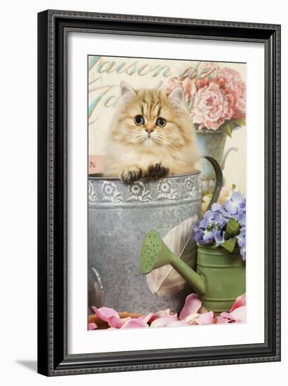 Persian Kitten in Flowerpot-null-Framed Photographic Print