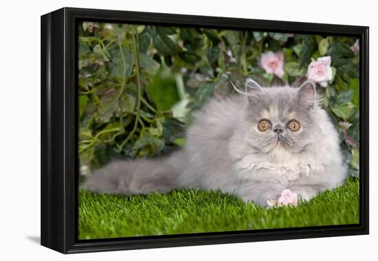 Persian Kitten in Garden Amongst Flowers-null-Framed Premier Image Canvas