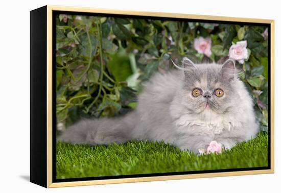 Persian Kitten in Garden Amongst Flowers-null-Framed Premier Image Canvas