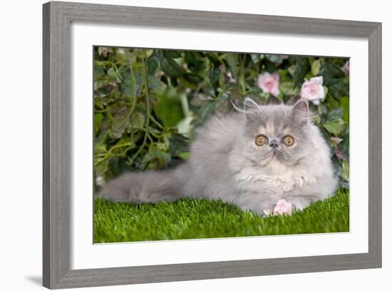 Persian Kitten in Garden Amongst Flowers-null-Framed Photographic Print