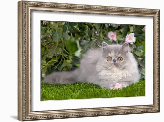 Persian Kitten in Garden Amongst Flowers-null-Framed Photographic Print