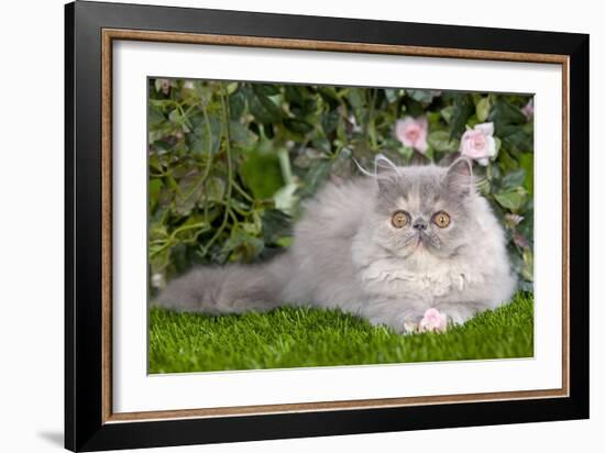 Persian Kitten in Garden Amongst Flowers-null-Framed Photographic Print