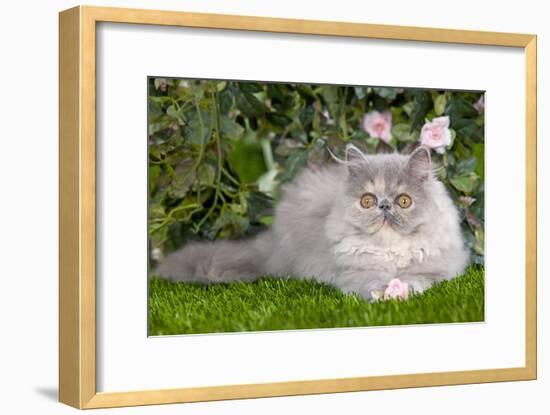 Persian Kitten in Garden Amongst Flowers-null-Framed Photographic Print