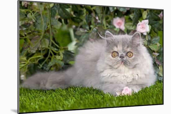 Persian Kitten in Garden Amongst Flowers-null-Mounted Photographic Print